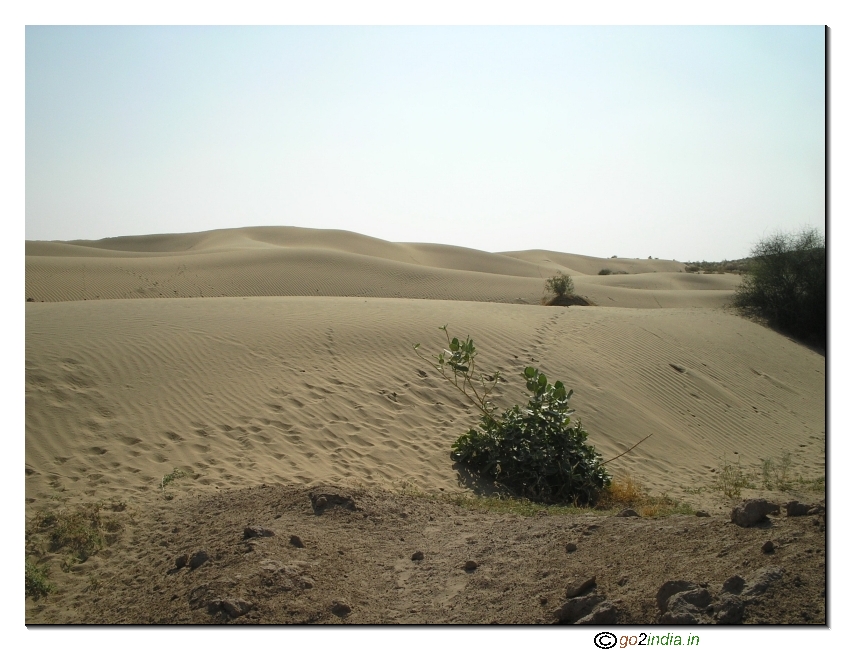 Sand dune in a desert 