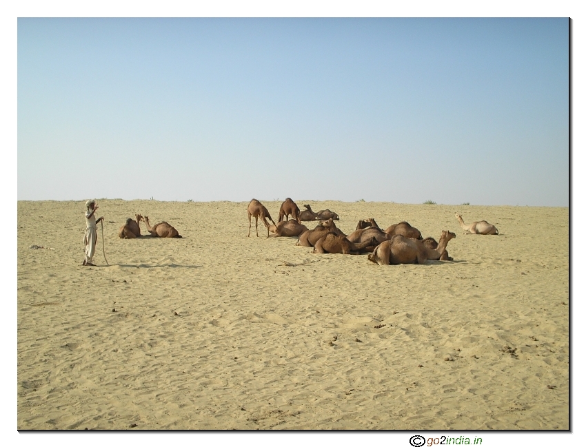 Villager with camels inside desert