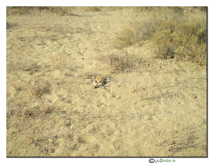 Dead animal in a desert trekking