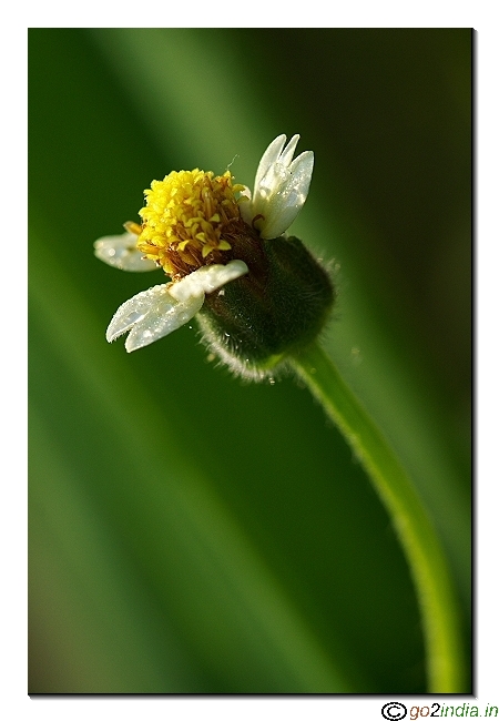 1:1 macro shooting of flower with shallow depth