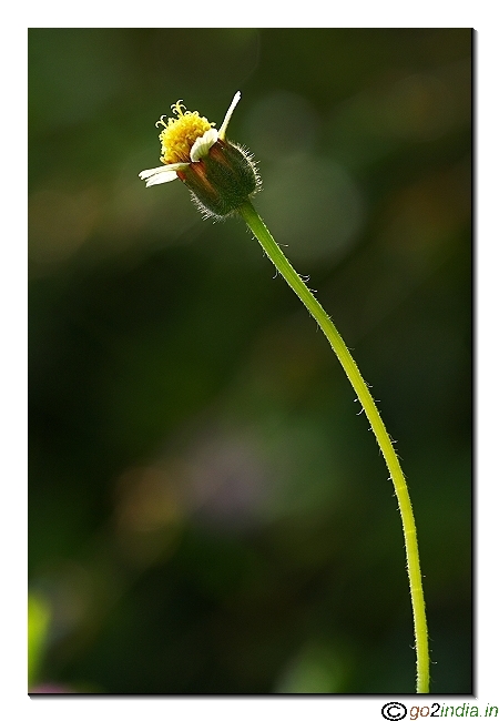 flower with stemp vertical composition