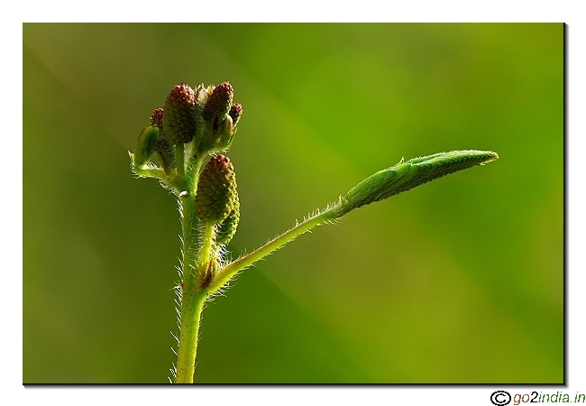 Back lit flower bud and twig close up