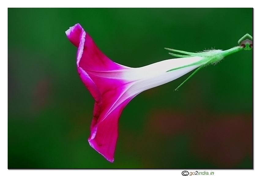 Wild flower from Sigma 150 macro on 30D shooting