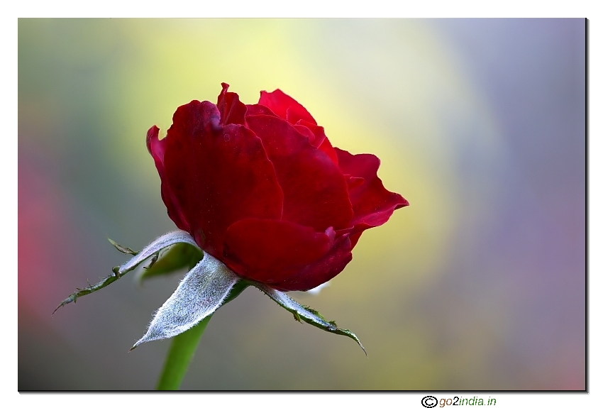 Rose using Focus stacking shooting 150mm macro Sigma 30D