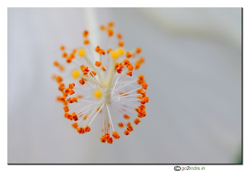 Close up of pollens from Hibiscus