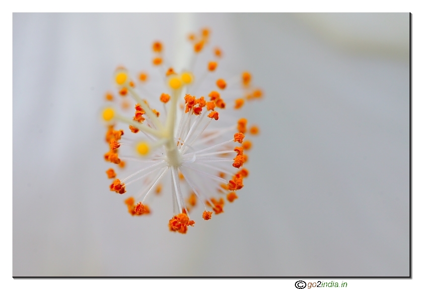 Macro pollens from Hibiscus flower