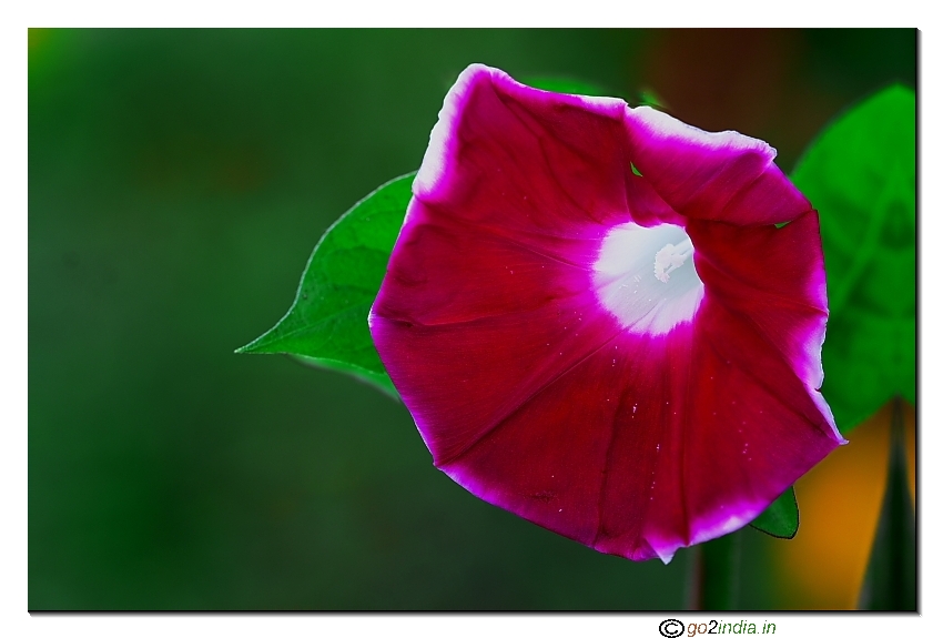Maroon wild flower focus stacking macro Sigma 150mm Canon 30D