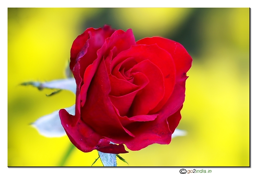 Red rose focus stacking yellow background