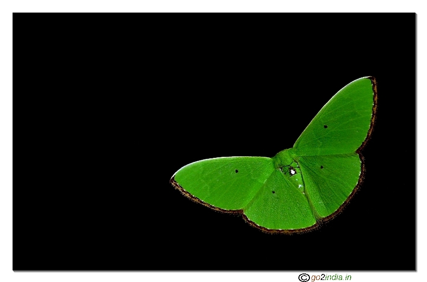 Green moth macro 150mm Sigma