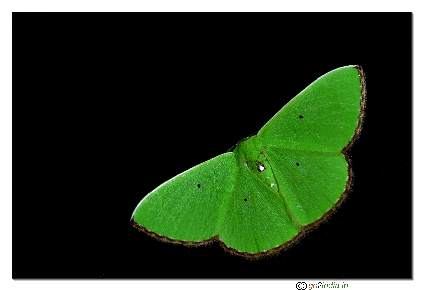 Fully opened wings green moth macro