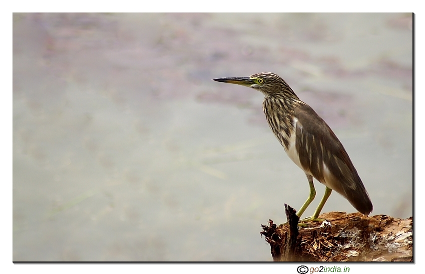 Ponds heron from Tamron 70-300 Canon 20D