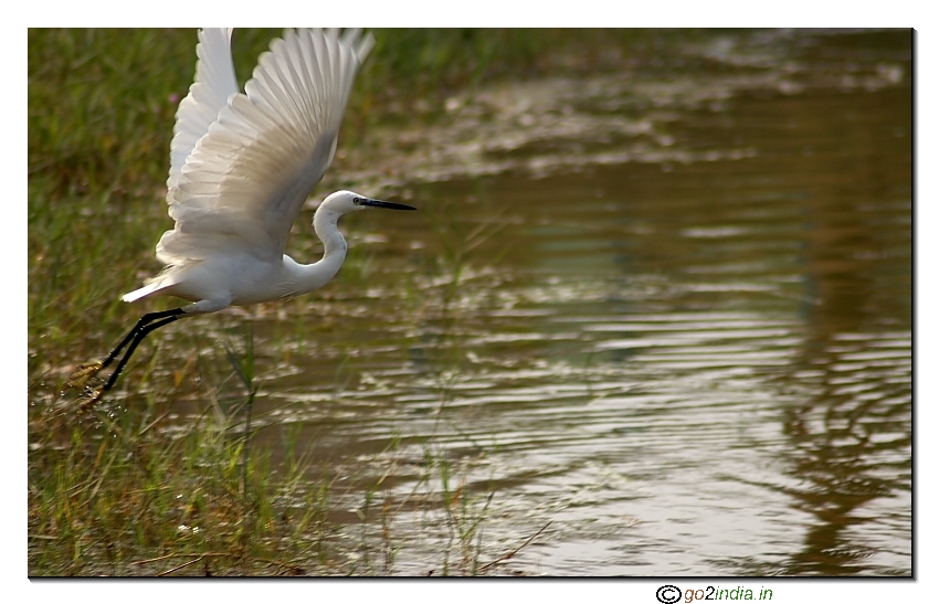 flying white bird near a pond from Tamron 70-300 on Canon 20D