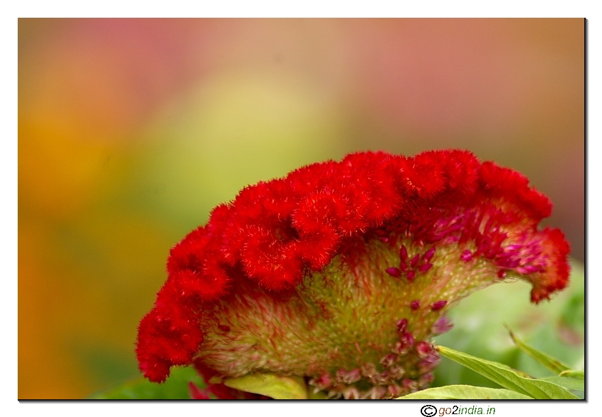 flower show arrangement red flower
