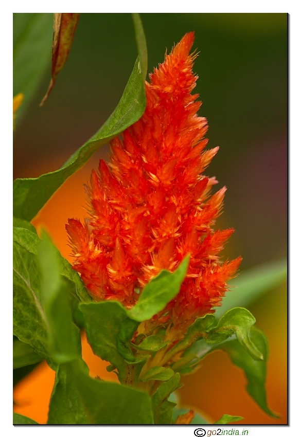 Orange flower close up flowe show arrangement