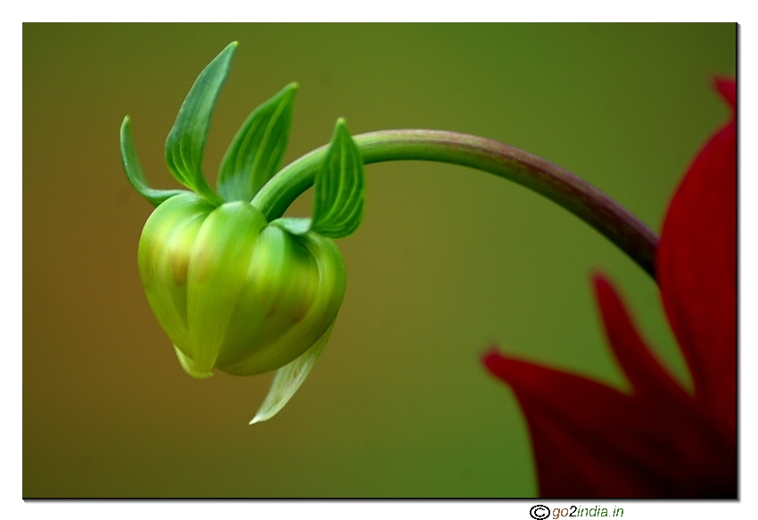 Dahlia flower with bud macro close up