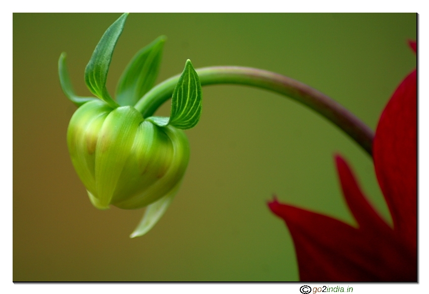 bud of Dalhia flower with out of focus flower