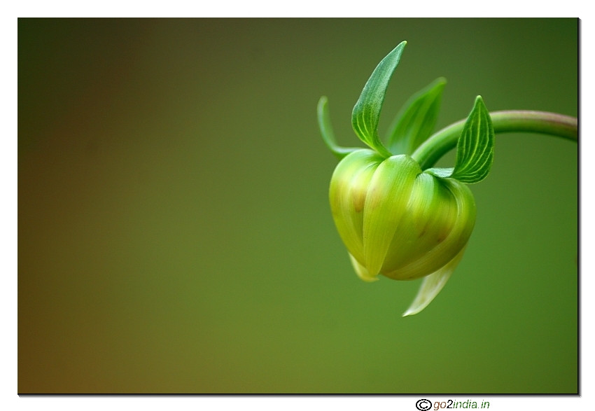 Dalhia bud close up using Tamron 70-300 on Canon 20D