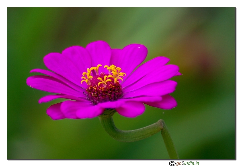 Daira flower close up
