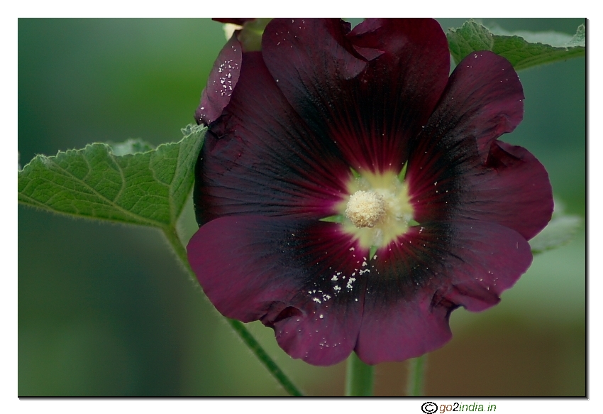 Ladies finger flower close up