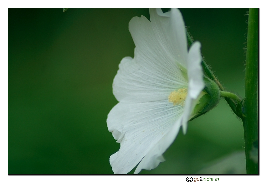 White ladies finger flower close up