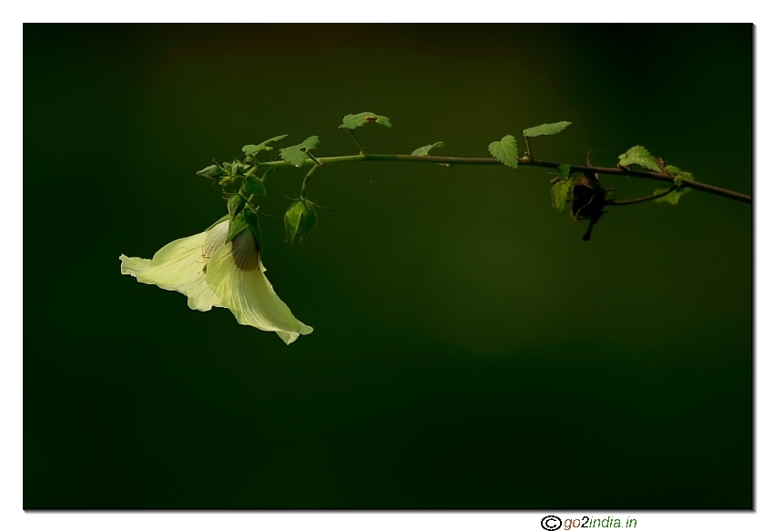 Wild yellow flower bending close up