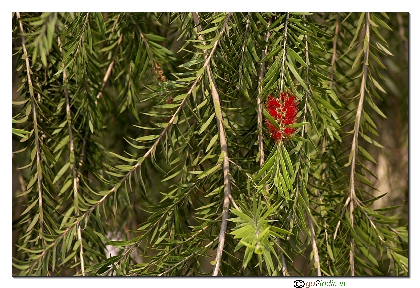 Abstract leaves with red flower