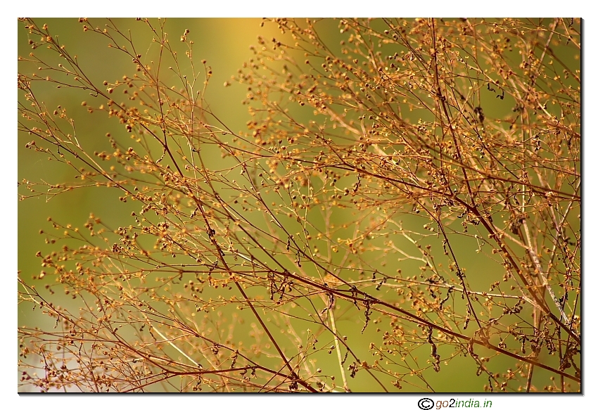 Small twig abstract with morning light