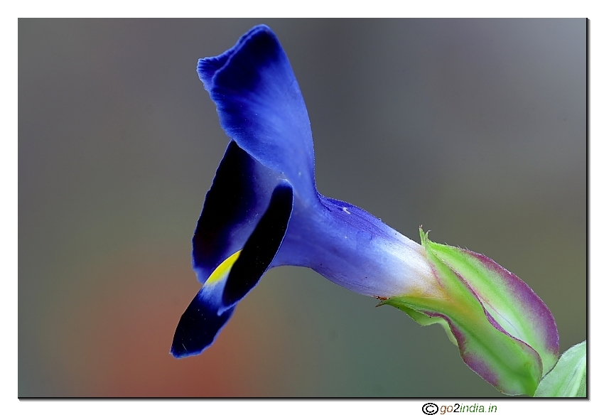 Wishbone Flower Torenia fournieri macro stacking 150mm macro Canon 30D