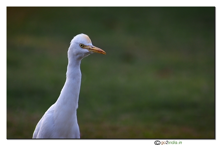 Egret close up