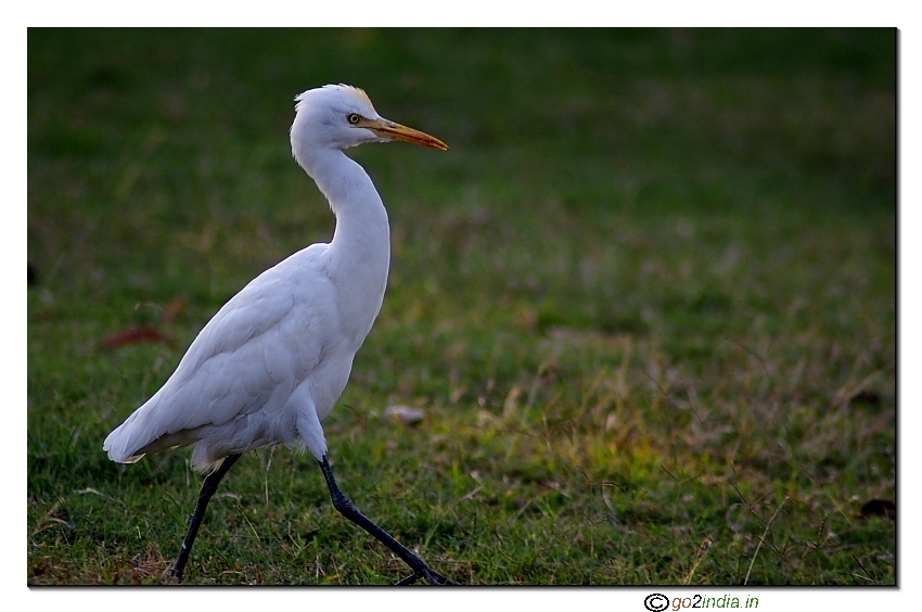 Egret walking