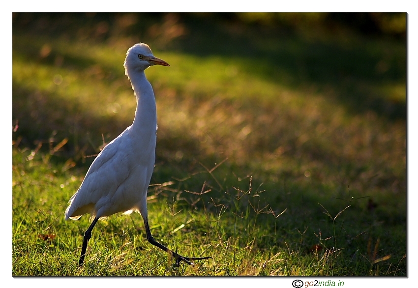 Egret evening back light