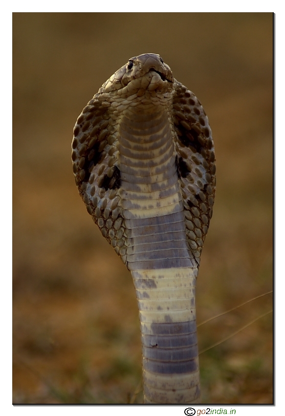 Indian cobra front view, Naagara Haavu