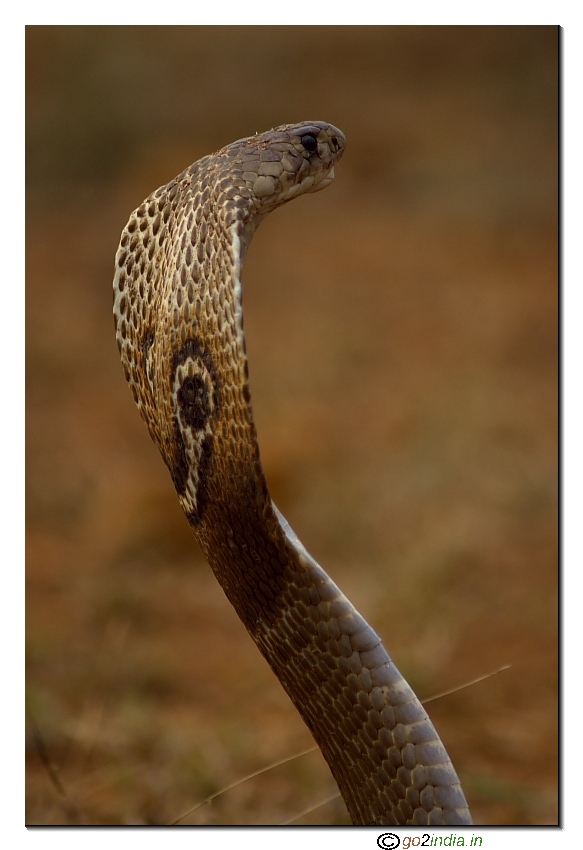 Naagara havu, cobra, side view, pattern