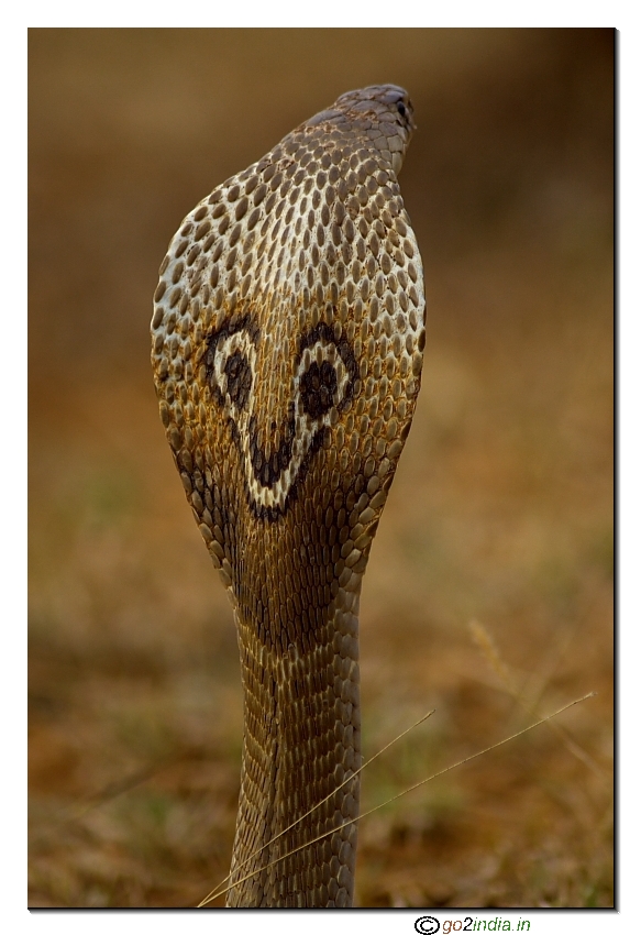 cobra, back side view, patterns on the head
