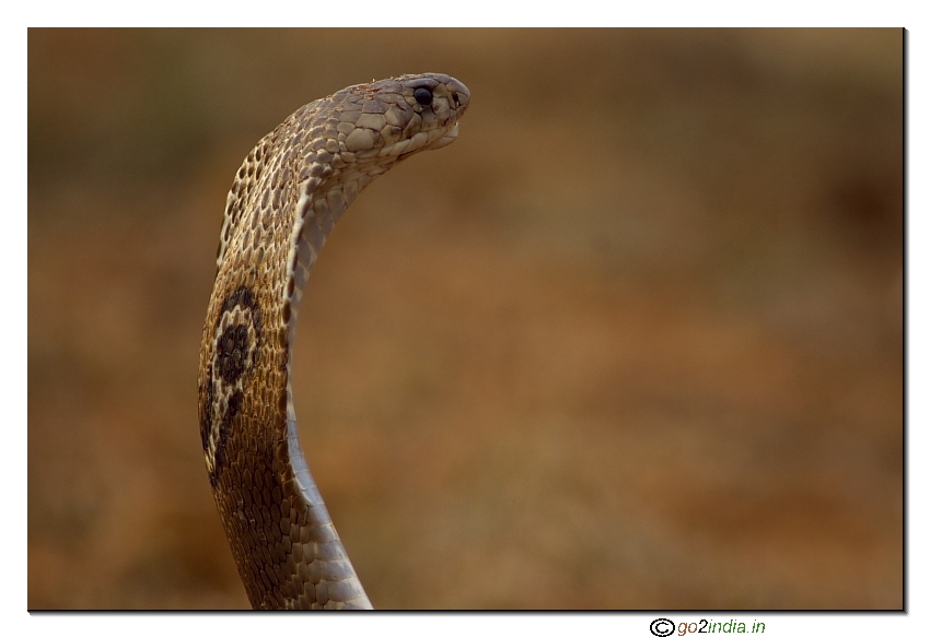 snake, cobra, side view, patterns, close up