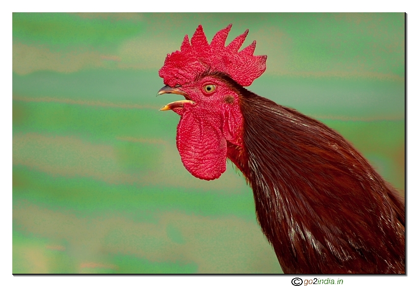 Rooster, red colour