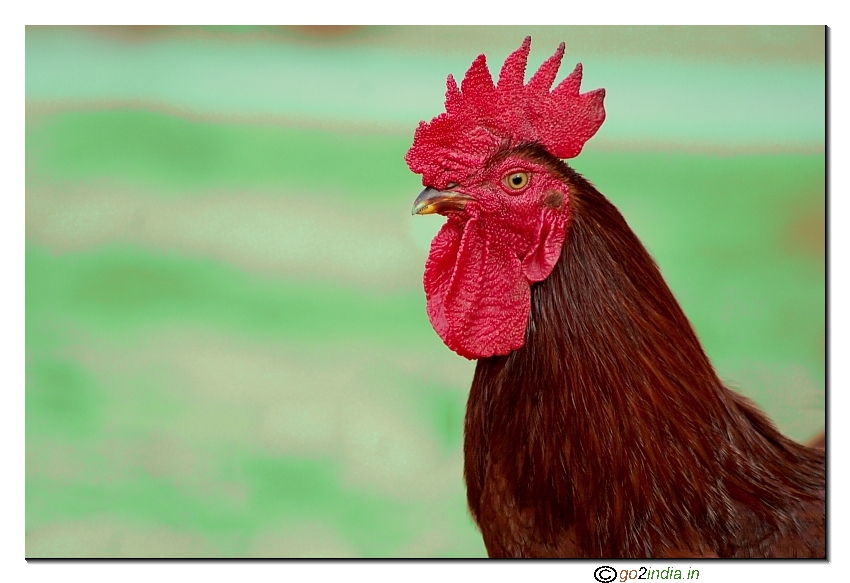 Red colour rooster