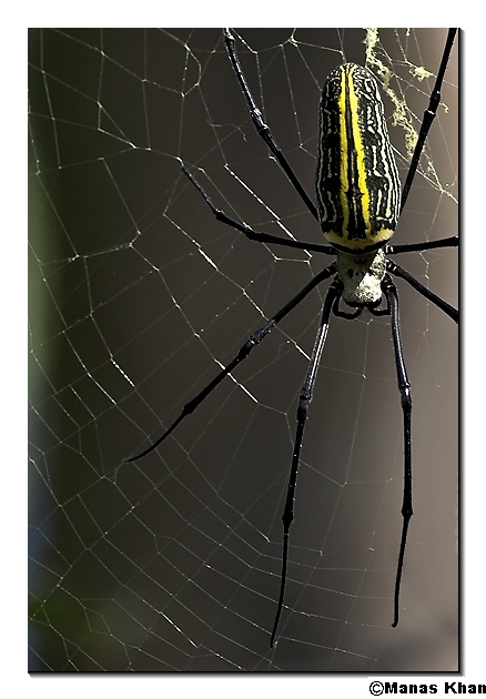 Gaint Wood Spider