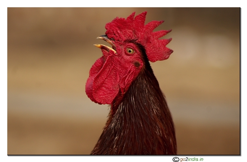 Rooster opening mouth
