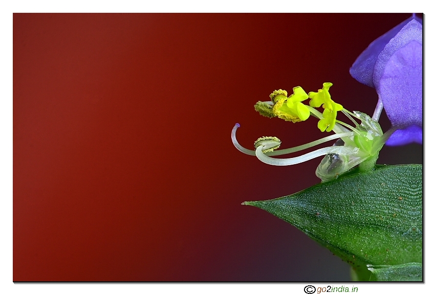 Focus stacking of wild flower macro