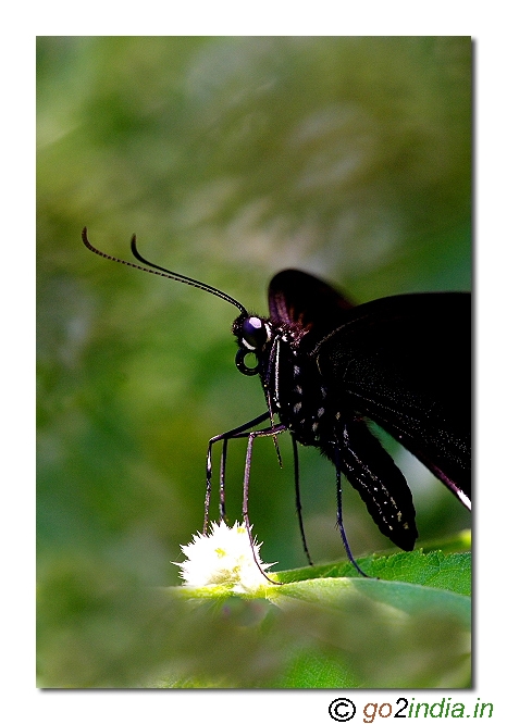 Mormo Butterfly  vertical photo from south India