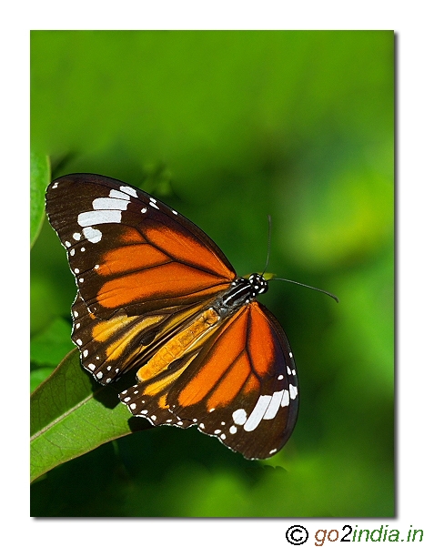 Danaus genutia Butterfly South India