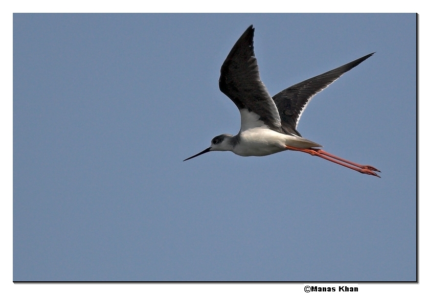 Black-winged Stilt 03