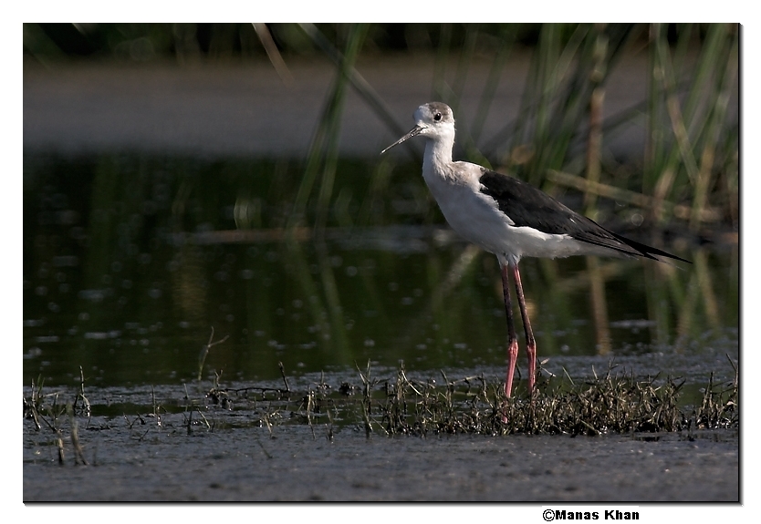blackwinged stilt 01