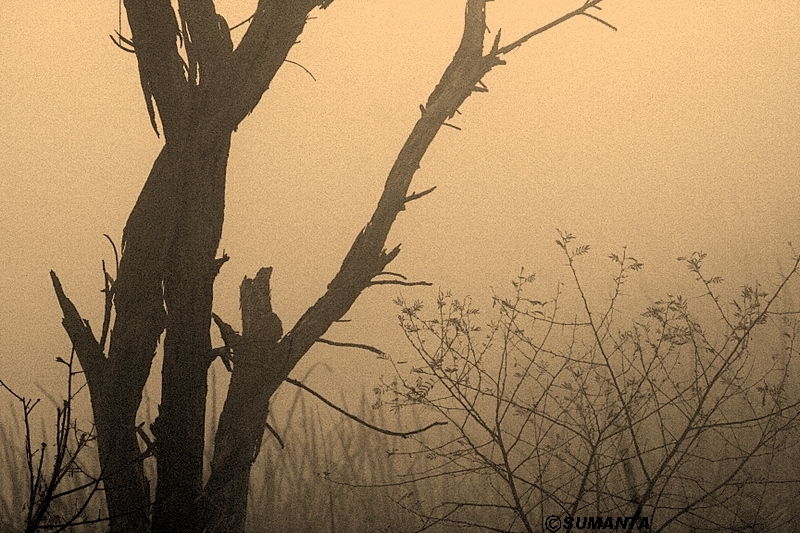 Sultanpur in a misty morning