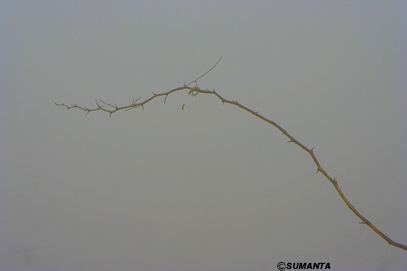 Sultanpur in a misty morning
