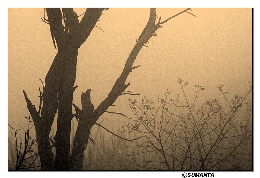 Sultanpur in a misty morning