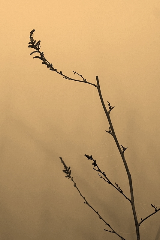 Sultanpur in a misty morning