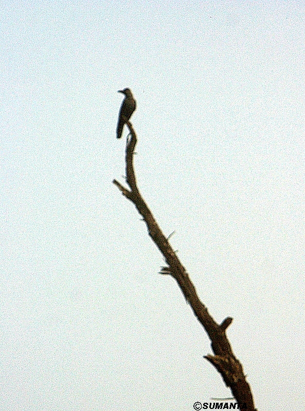 Lonely observer