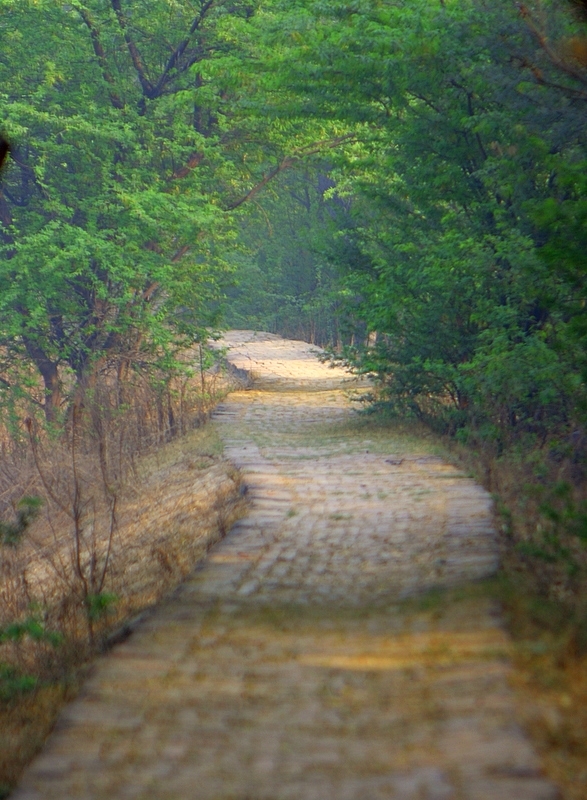 Paths in Sultanpur forrest on a misty morning